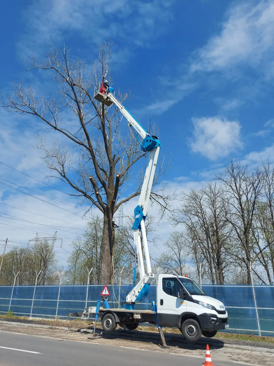 Toaletare arbori inalti Bucuresti - arborist profesionist tehnica rope access
